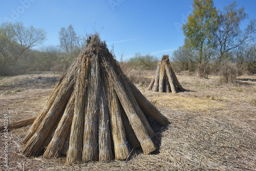 Bundles of natural reed for drying photo