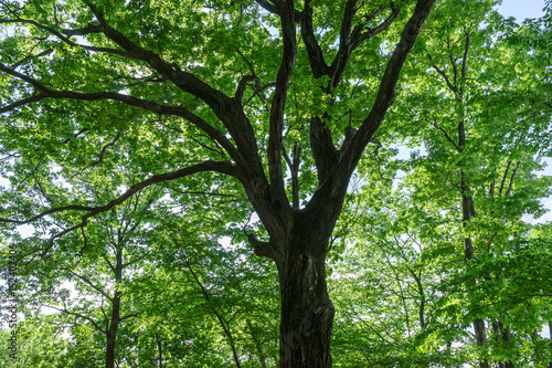 Forest of Tokyo - 東京 府中の森２