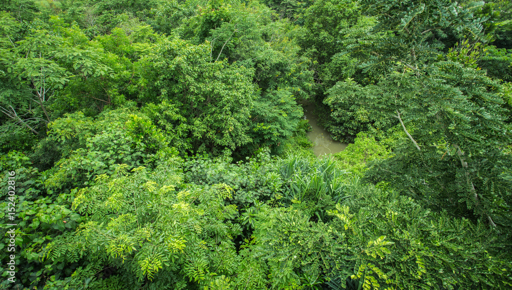 Obraz premium Green tree forest background