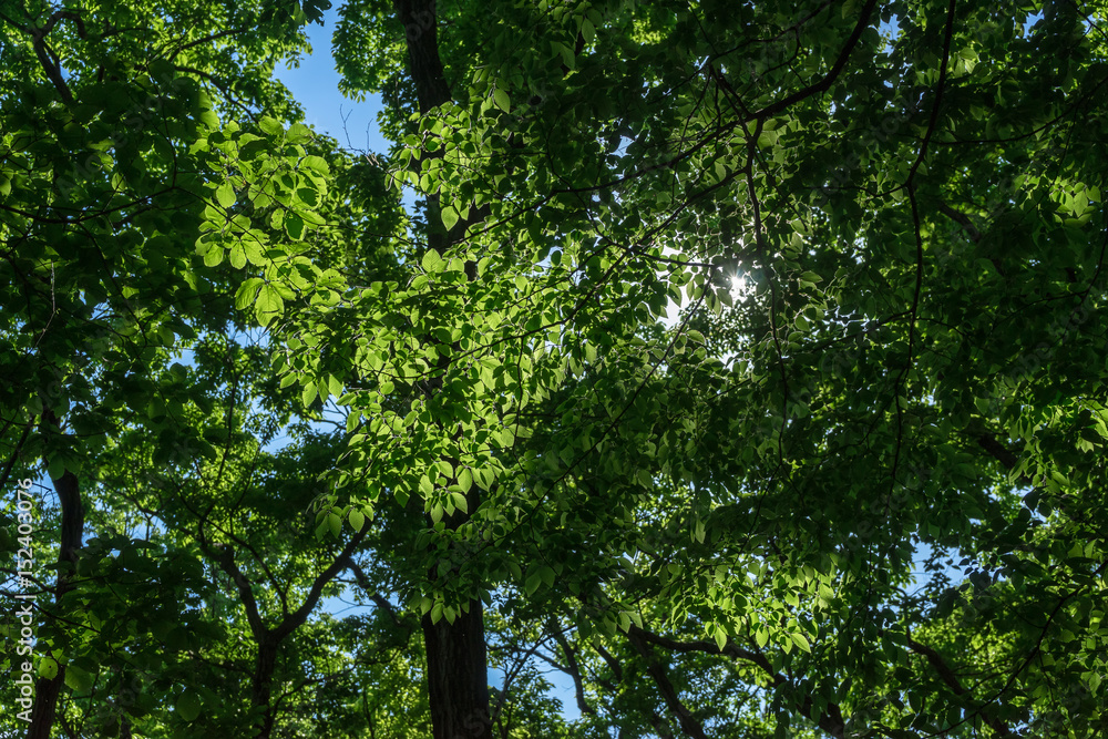 Fototapeta premium Forest of Tokyo - 東京 府中の森7