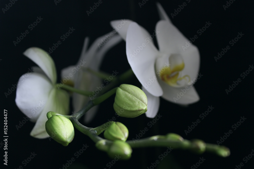 Orchid Orchid