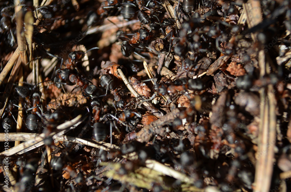 ant-hill makro ant-hill makro
