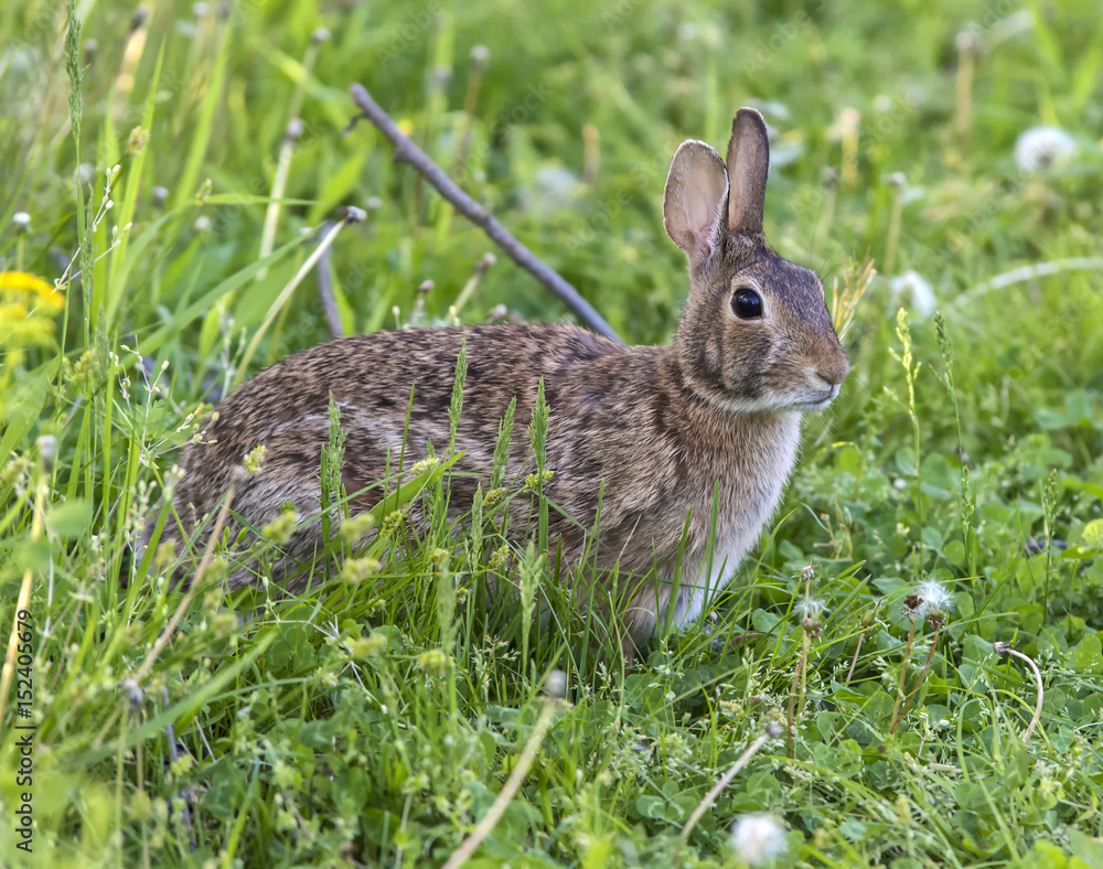 Rabbit Rabbit