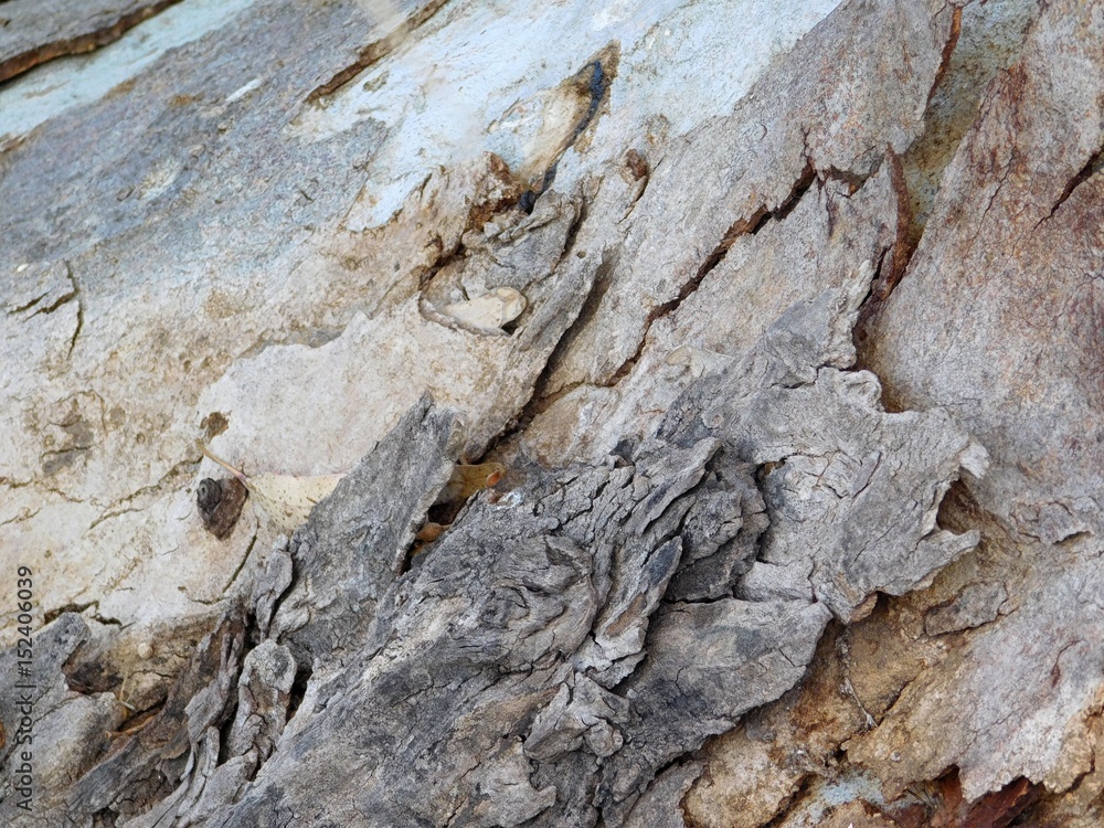 Texture of tree trunk Texture of tree trunk