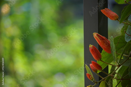 Red Passion Flower, Red Mary Jane Passion flora and the green leaves photo