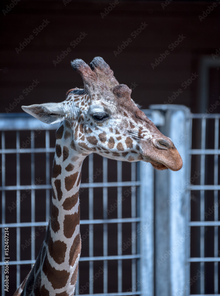 Fototapeta premium Netzgiraffe im Zoo