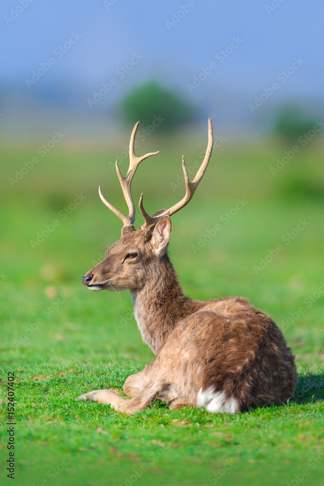 Beautiful deer with horn on green field Beautiful deer with horn on green field