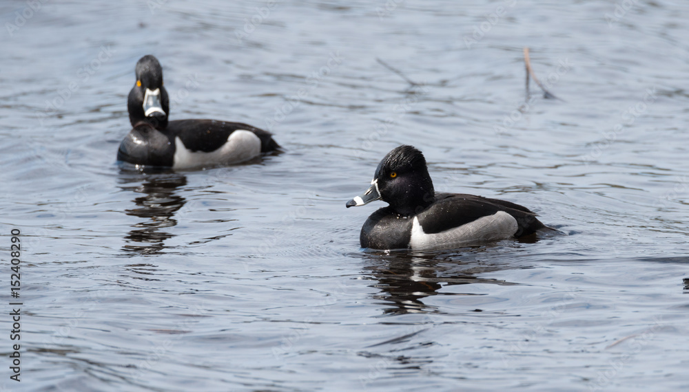 Sometimes serious looking stares from these male (drake) Ring-necked ducks (Aythya collaris) in spring. Black & white duck visits northern lakes and ponds in breeding season. Sometimes serious looking stares from these male (drake) Ring-necked ducks (Aythya collaris) in spring. Black & white duck visits northern lakes and ponds in breeding season.