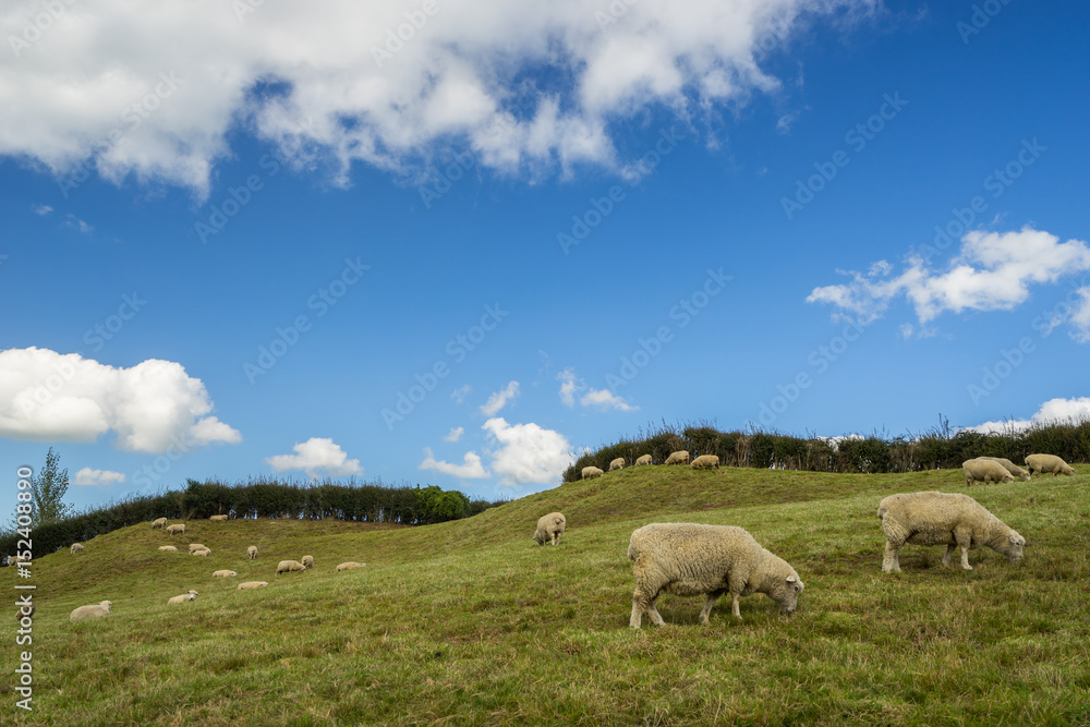 Fototapeta premium Schaafherde Neuseeland