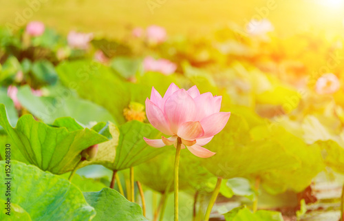 Pink Lotus flower and Lotus flower plants in sunset.