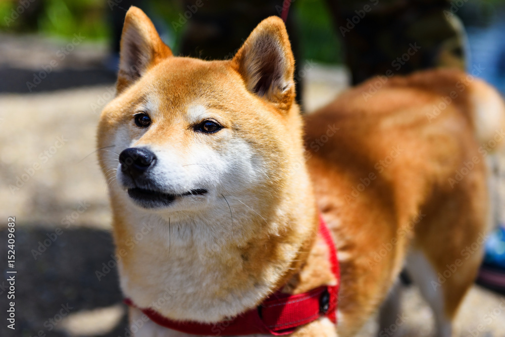 Akita Inu, Aka Hachi, purebred puppy dog