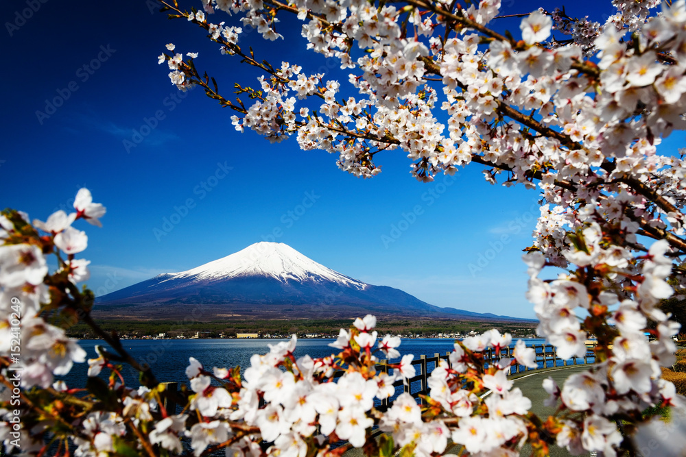 Fototapeta premium sakura or cherry blossom with Mt. Fuji