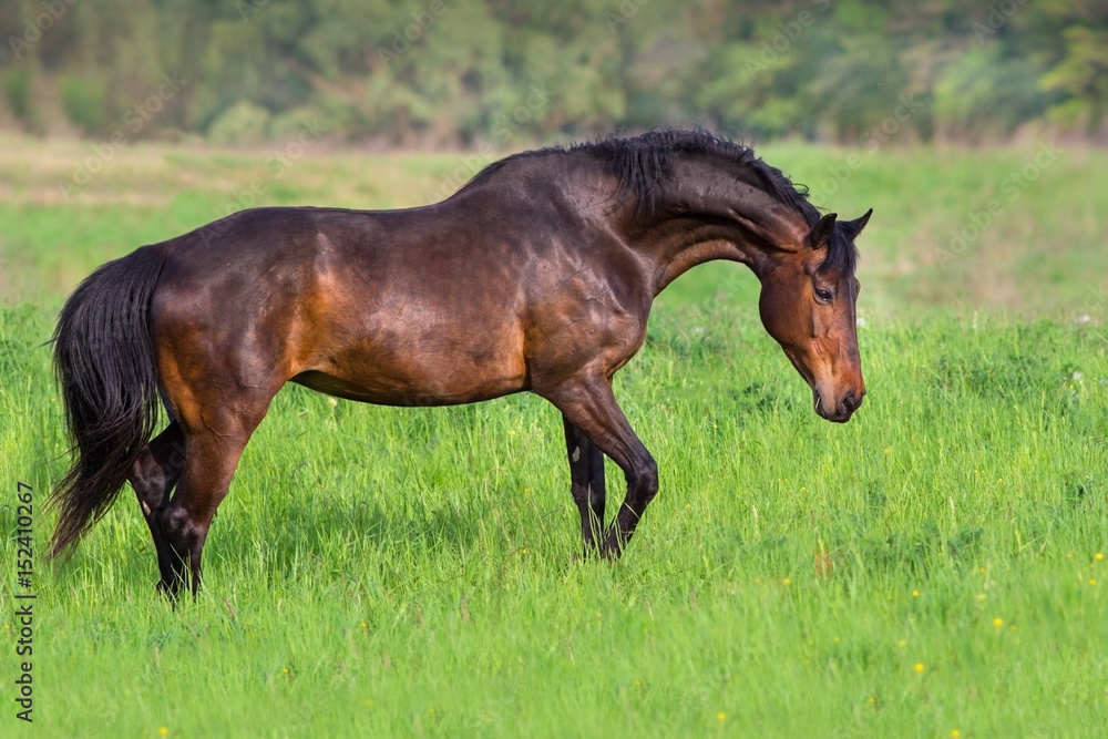 Fototapeta premium Bay horse in spring pasture