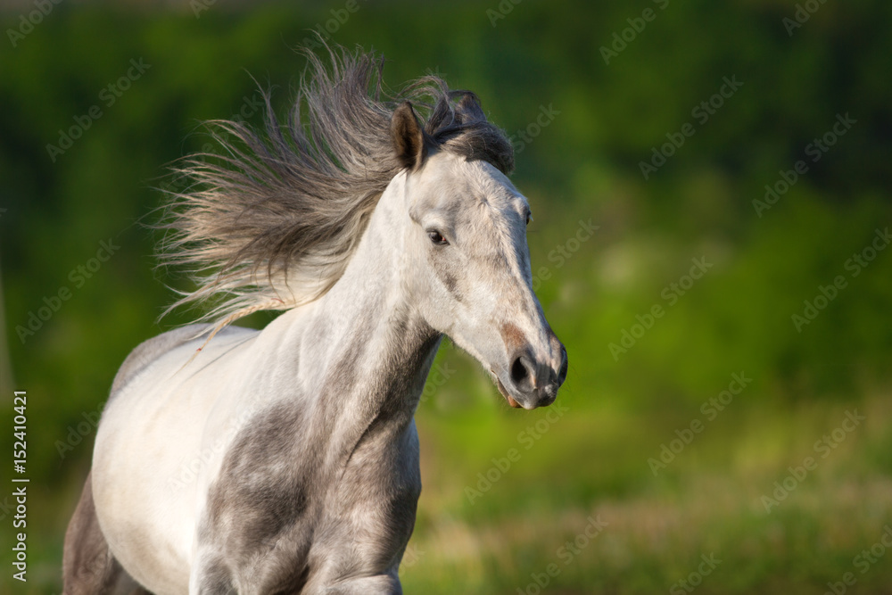 White piebald horse with long mane run gallop in green meadow White piebald horse with long mane run gallop in green meadow