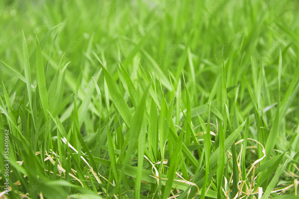 Bright summer landscape with natural green grass, abstract natural background Bright summer landscape with natural green grass, abstract natural background