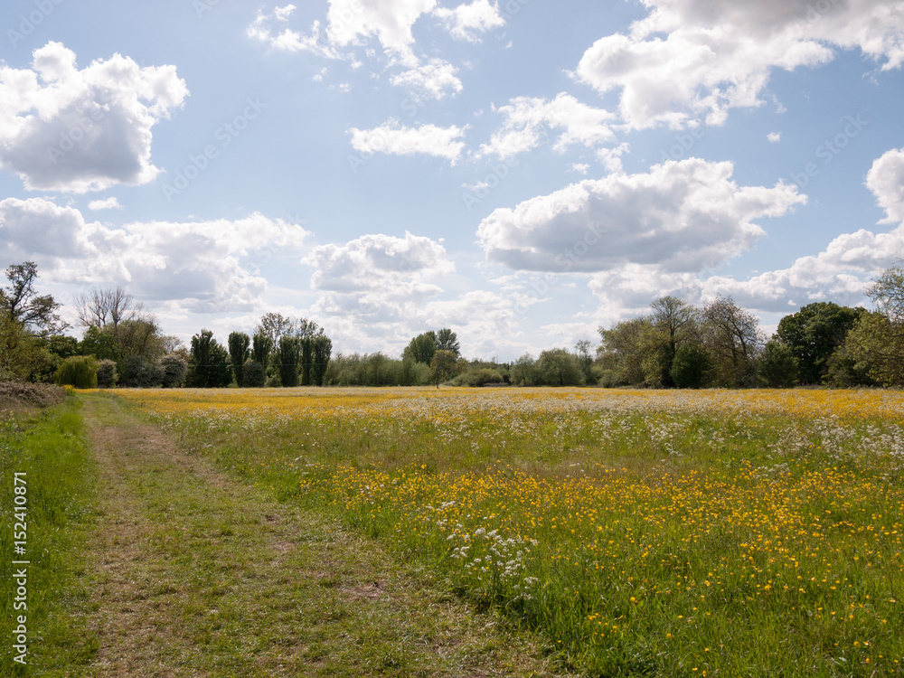 summer field of buttercups outside in countryside no people open
