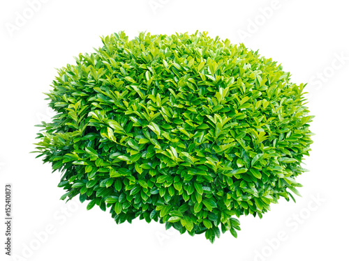 Canvas Print Green laurel decorative shrub