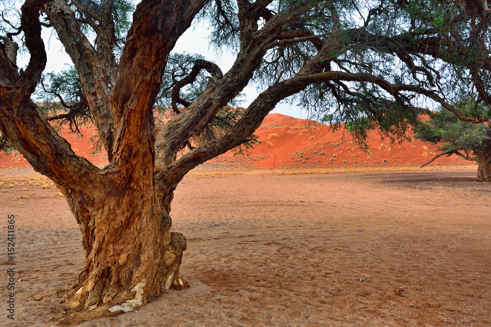 Namib desert, Namibia