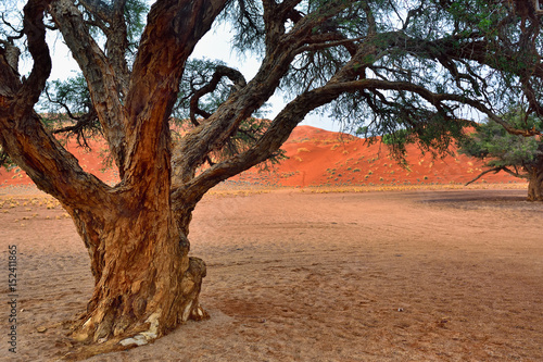 Namib desert, Namibia