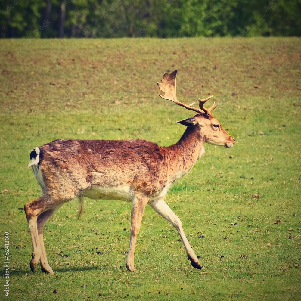 Fallow - fallow deer. (Dama dama ) Beautiful natural background with animals. Fallow - fallow deer. (Dama dama ) Beautiful natural background with animals.