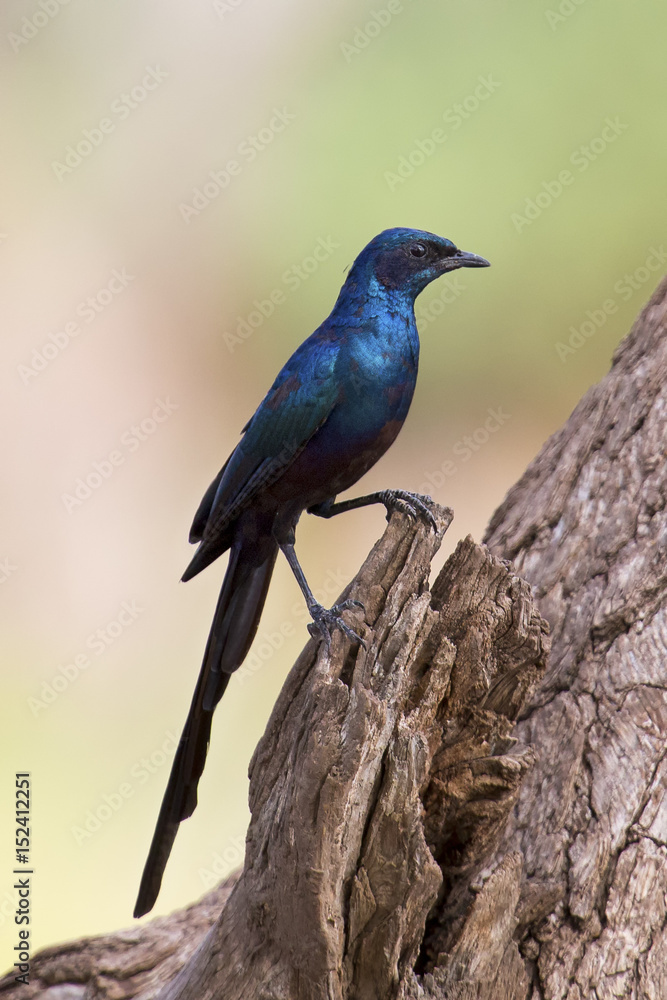Meves's Longtailed Starling sitting on side of a tree Meves's Longtailed Starling sitting on side of a tree