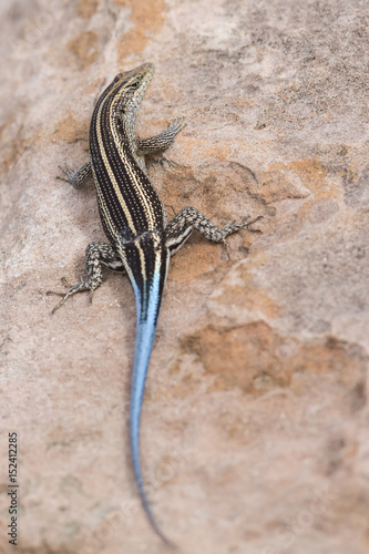 Lizard with a long blue tail resting on brown rock