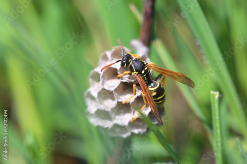 Paper wasp is building nest