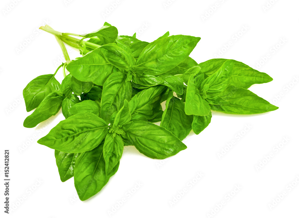 Fresh Chervil branch Fresh Chervil branch