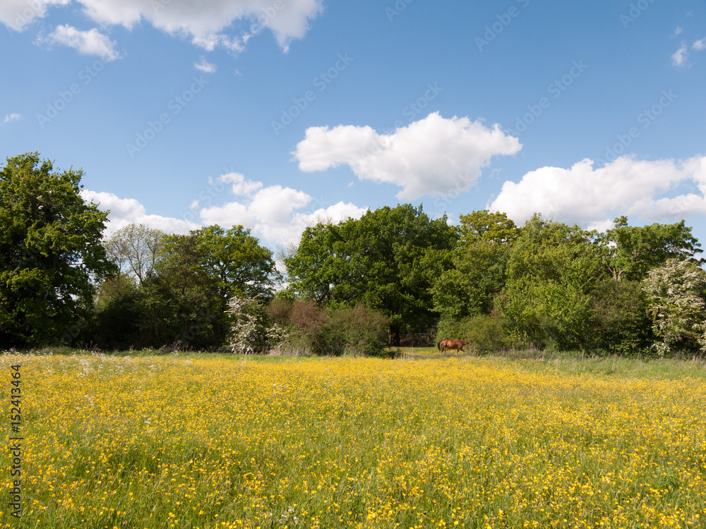 a summer field of buttercups and dandelions outside in the countryside on a clear day afternoon
