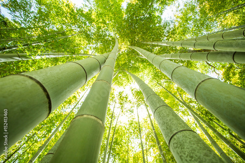 bamboo forest © antpkr