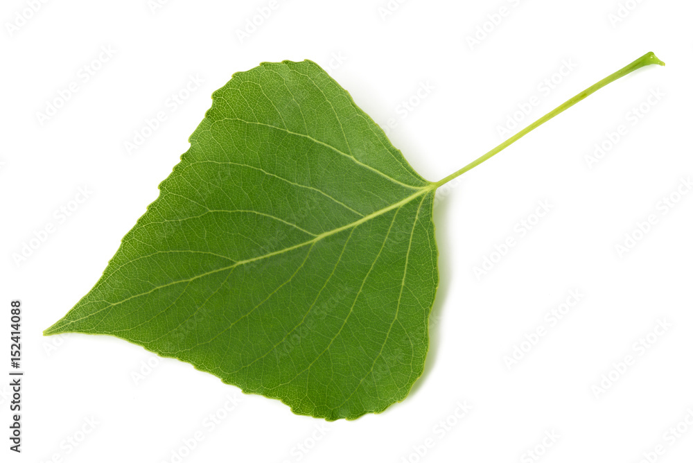 Fototapeta premium Green poplar leaf