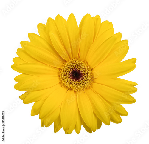 Tablou canvas Yellow gerbera daisy