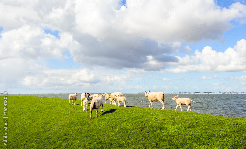 Fototapeta premium Little lambs and mature sheep walking away on an embankment