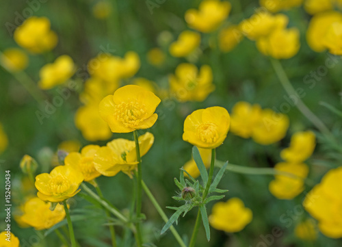 Scharfer Hahnenfuß, Ranunculus acris photo