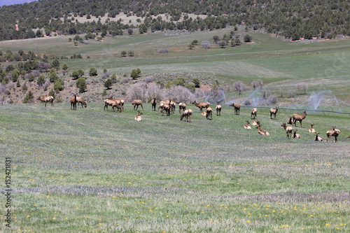 elk herd spring 2017 Garfield County Colorado