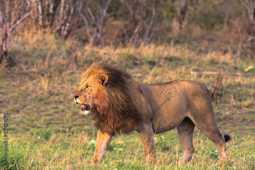 African lion. Masai Mara, Kenya