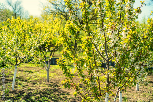 Fototapeta Naklejka Na Ścianę i Meble -  Orchard with fruit trees in bloom