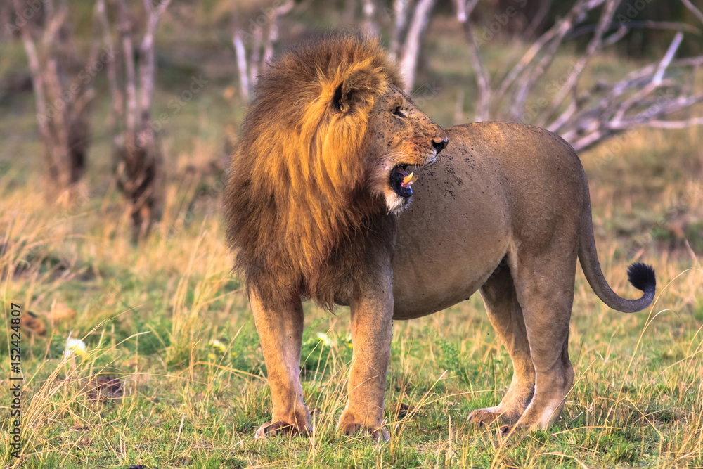 The owner of the savannah. Kenya, Africa The owner of the savannah. Kenya, Africa