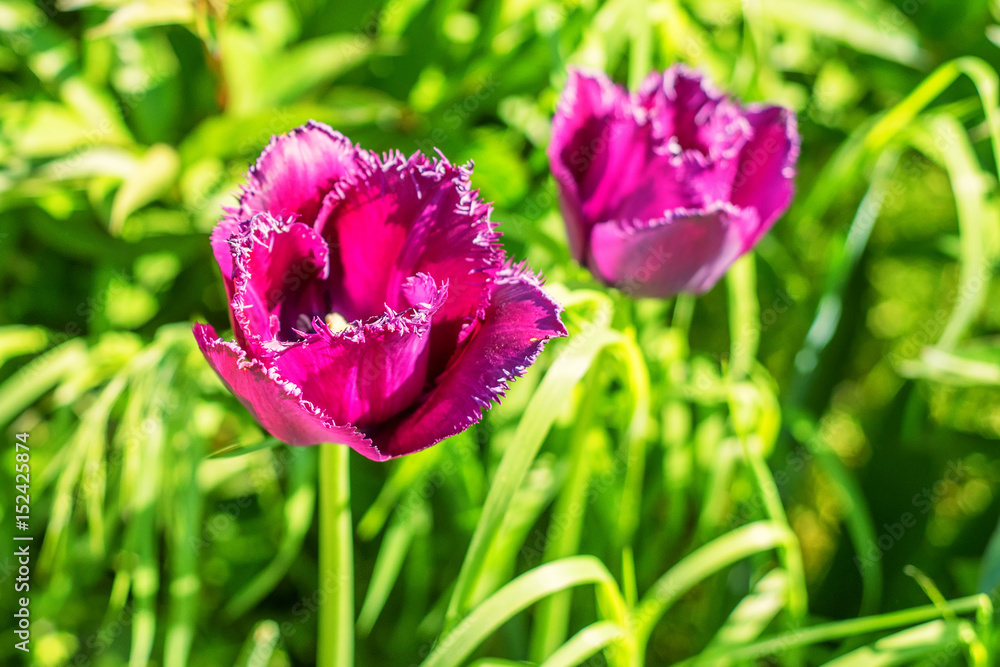 Beautiful dark vinous or pink tulip Beautiful dark vinous or pink tulip