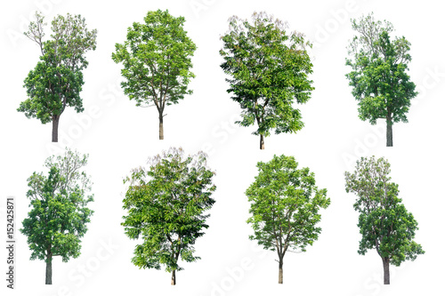 collection of tree isolated on white background