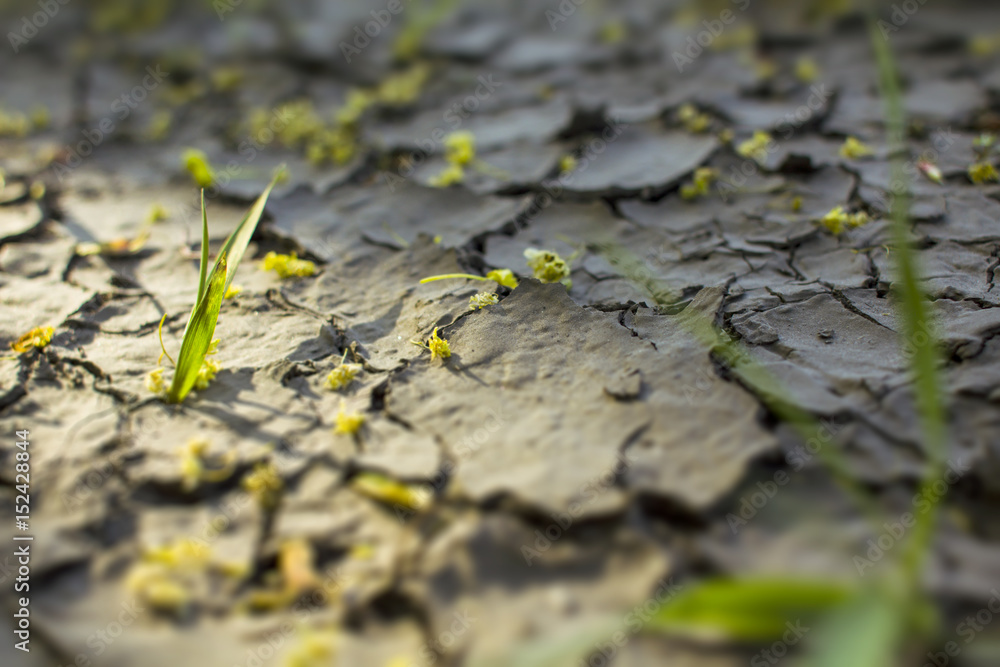 Leaf in the ray of light on the cracked earth Leaf in the ray of light on the cracked earth