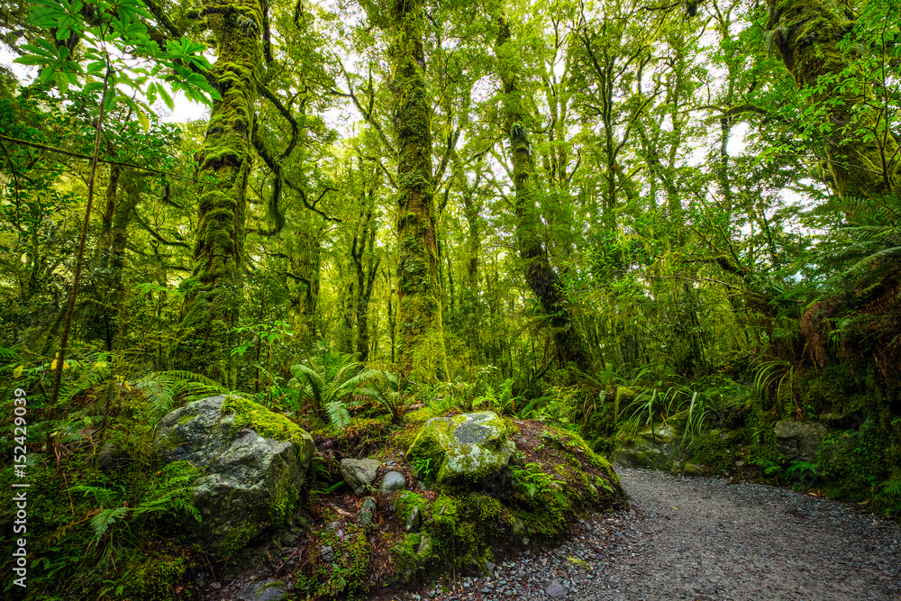 Obraz premium Track at the Chasm Fall, Fiordland National Park, Milford Sound, New Zealand