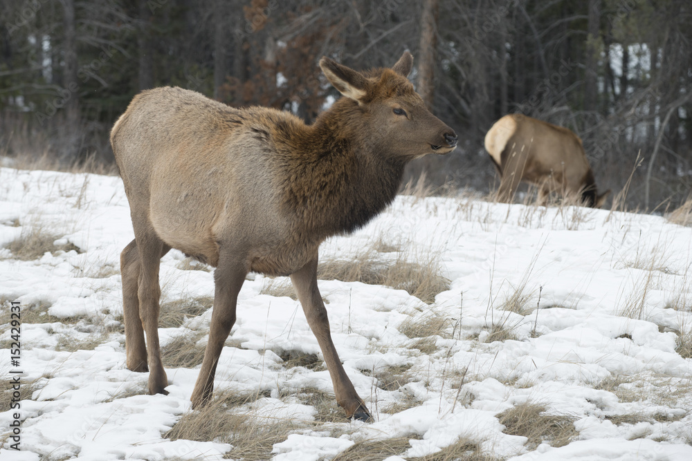 Deer on snow covered ground, Jasper National Park, Alberta, Canada Deer on snow covered ground, Jasper National Park, Alberta, Canada