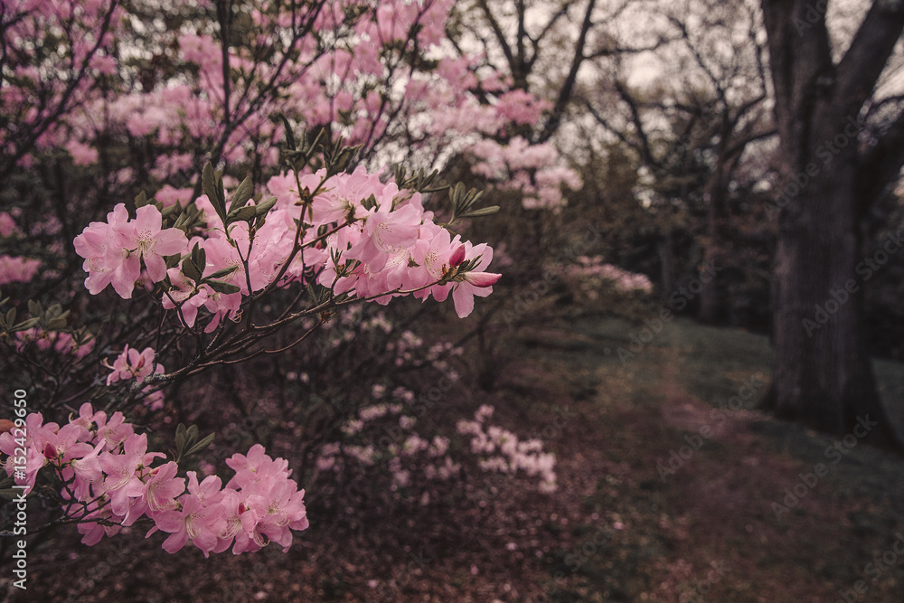Blooming rhododendron in the dark avenue of the park. Way in the dark and dense park. blurred background. copy space for your text Blooming rhododendron in the dark avenue of the park. Way in the dark and dense park. blurred background. copy space for your text