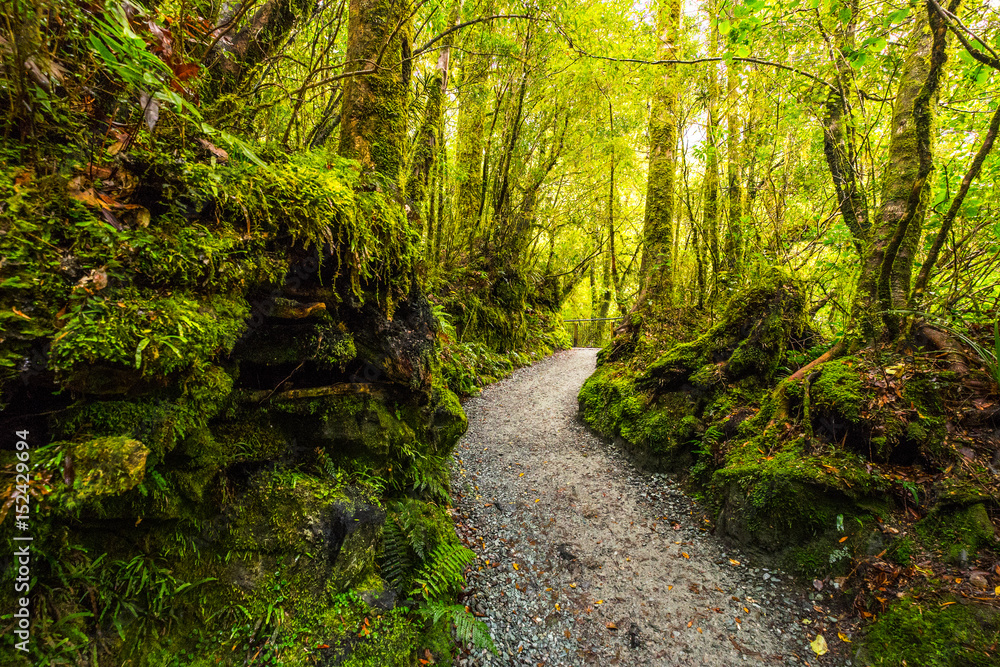 Obraz premium Track at the Chasm Fall, Fiordland National Park, Milford Sound, New Zealand