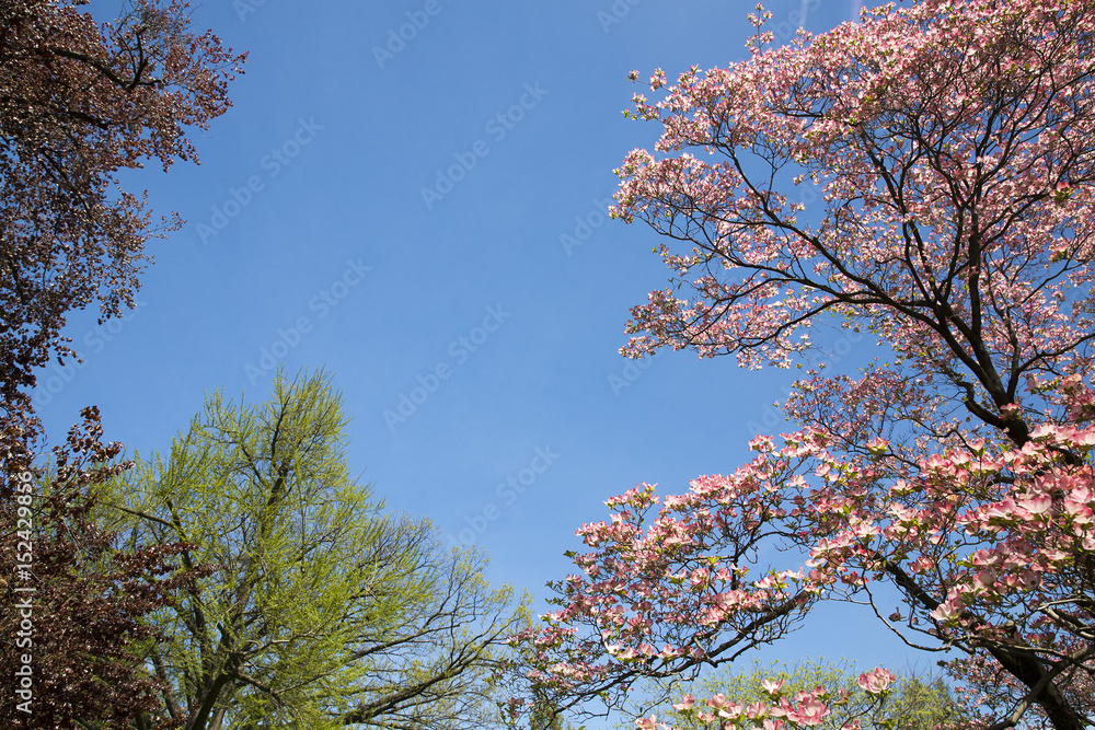 Blue sky and the tops of blossoming trees in the park. empty space for your text