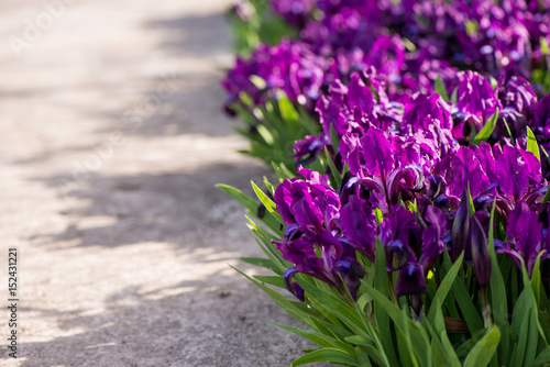 Fototapeta Naklejka Na Ścianę i Meble -  iris blooms