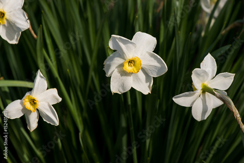 Fototapeta Naklejka Na Ścianę i Meble -  white Narcissus