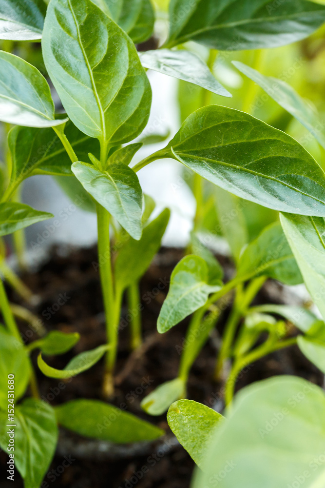 Young pepper seedlings in the pot