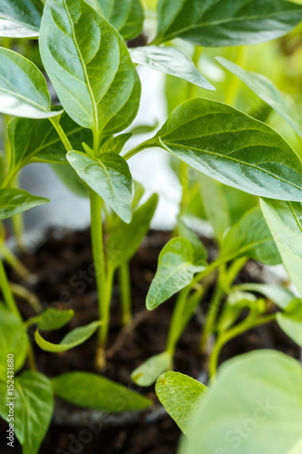 Young pepper seedlings in the pot
